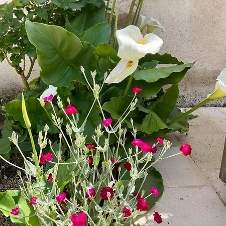 Le Clos Du Benestar * Mauvezin-d'Armagnac