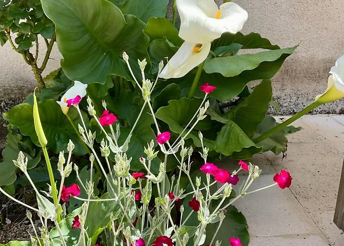 Le Clos Du Benestar * Mauvezin-d'Armagnac